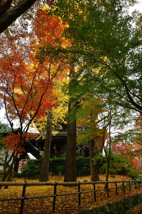 京都紅葉徘徊2021　真正極楽寺真如堂-2_f0374895_17274017.jpg