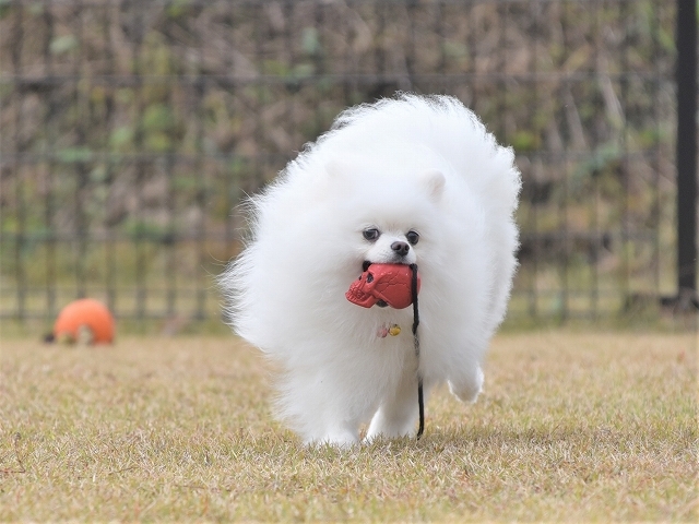 さいきょうのふたり_d0360206_19334878.jpg