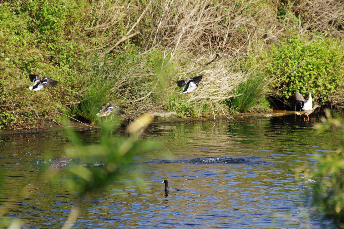 飛んで飛んで飛んで・・・マガモ_b0151409_20014187.jpg