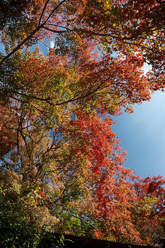 2021年京都の紅葉@内緒の場所_f0032011_18235966.jpg