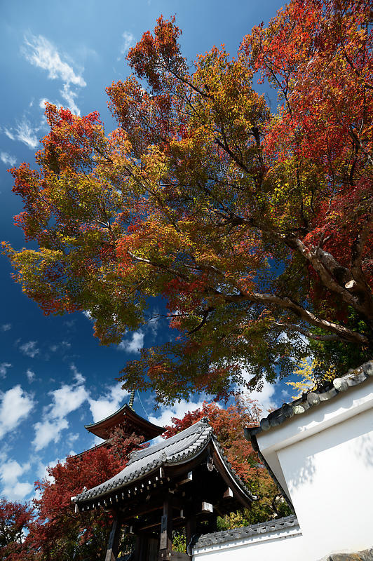 2021年京都の紅葉@内緒の場所_f0032011_18240248.jpg