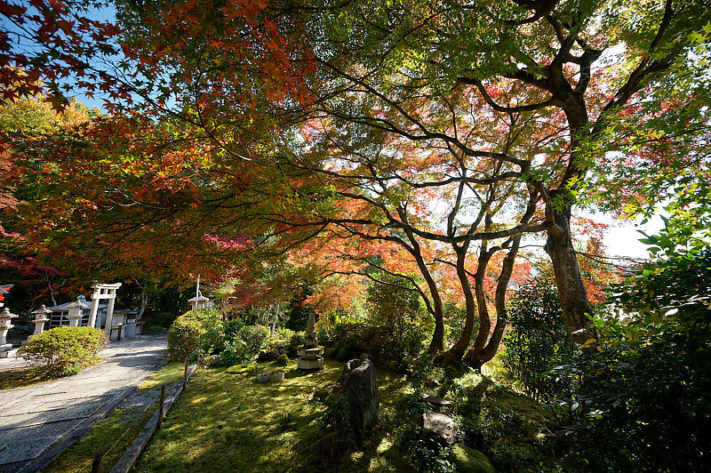 2021年京都の紅葉@内緒の場所_f0032011_18240270.jpg