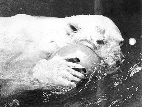 大阪・天王寺動物園のネボスケ (Nebosuke ?~2001)、その「出自」の謎に迫る ~ 彼は果たしてクーニャと双子だったのか?_a0151913_14093461.png