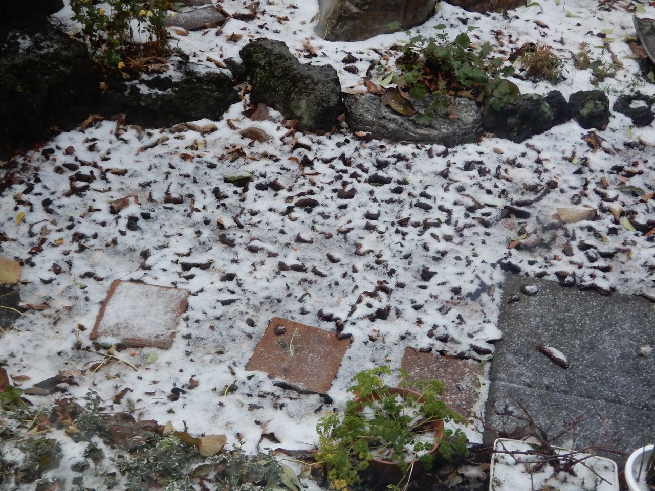 今日が札幌の初積雪日_c0025115_21165173.jpg