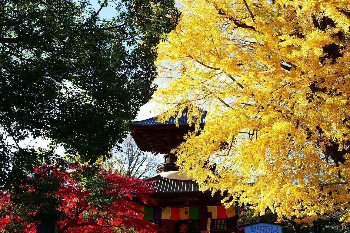 足利市・鑁阿寺の大銀杏が見事な真っ黄色の豪華絢爛♪_a0031821_10341881.jpg