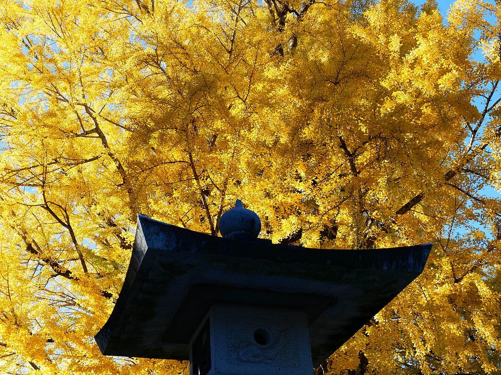足利市・鑁阿寺の大銀杏が見事な真っ黄色の豪華絢爛♪_a0031821_10365438.jpg