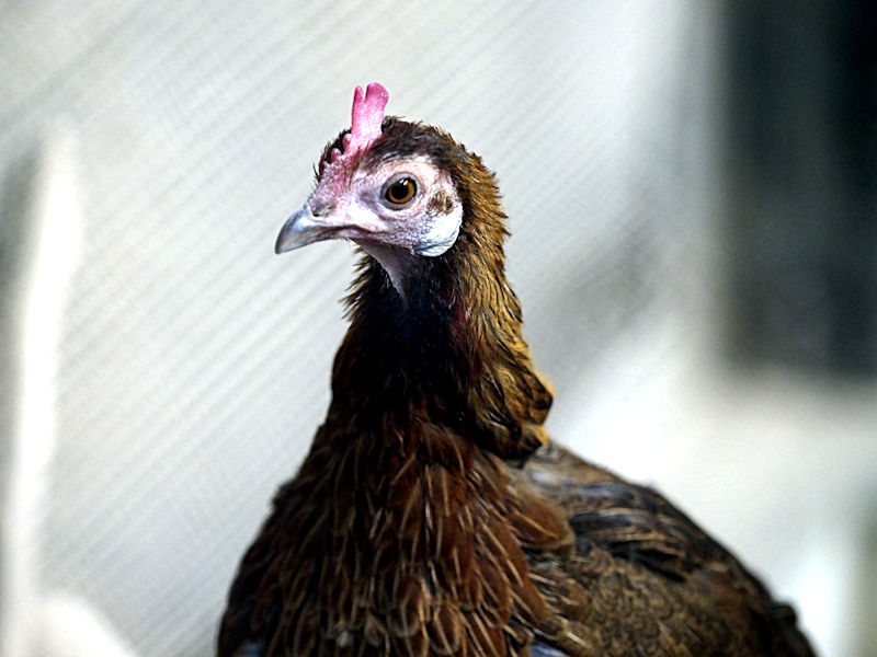ニワトリ舎の日本鶏たち（その1） : 動物園放浪記