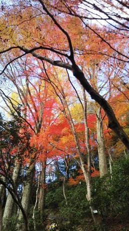 武庫川廃線敷ハイク_c0218841_19103307.jpg