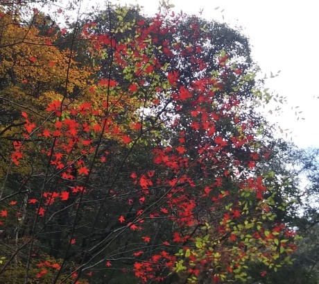 武庫川廃線敷ハイク_c0218841_19104262.jpg