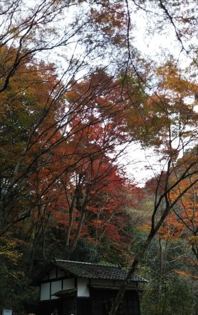 武庫川廃線敷ハイク_c0218841_19105004.jpg
