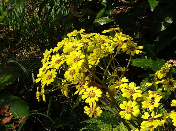 大山崎山荘の紅葉_b0299042_21022861.jpg