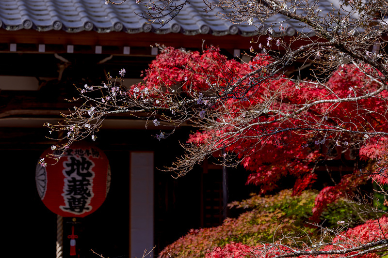 21紅葉輝く京都 染まりゆく赤山禅院 花景色 K W C Photoblog