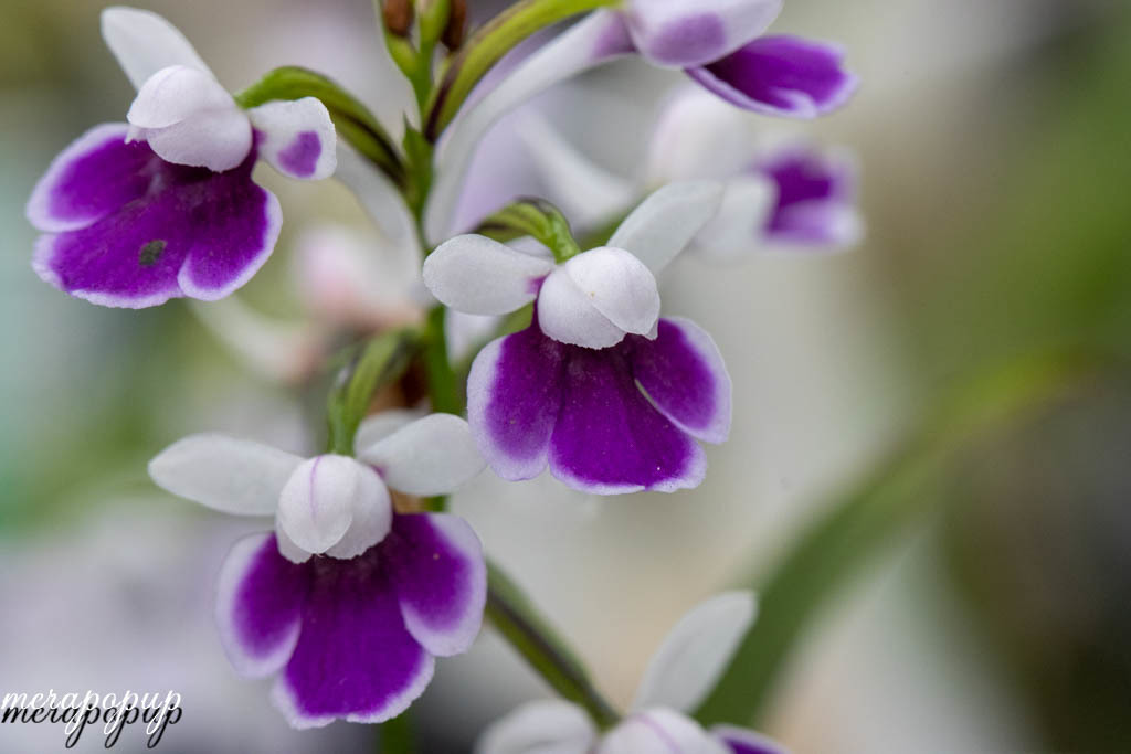 羽蝶蘭 銘品 駿河大宇宙 と孫娘のウチョウラン鉢 The Blog Of Meraki