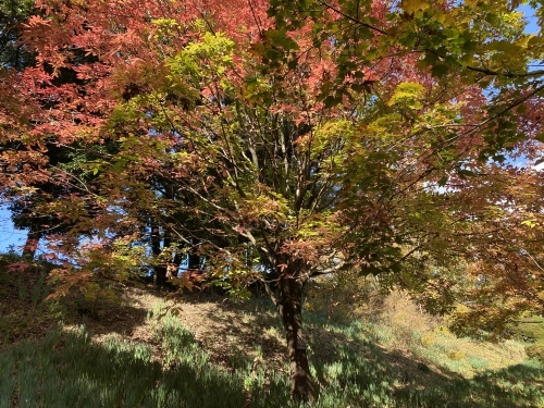 福岡市植物園 スケッチ 水彩 : はるさき水彩画blog