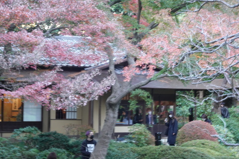 英国王室が愛した花々　東京都庭園美術館（旧朝香宮邸）_d0097373_11391503.jpg