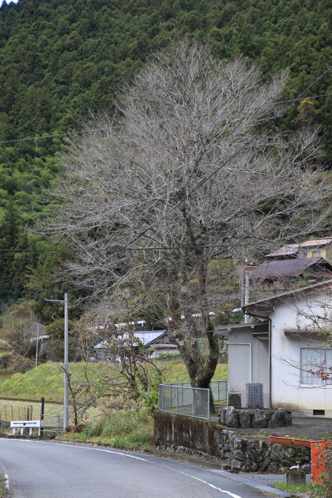 イチョウのライトアップ_c0358784_22280999.jpg