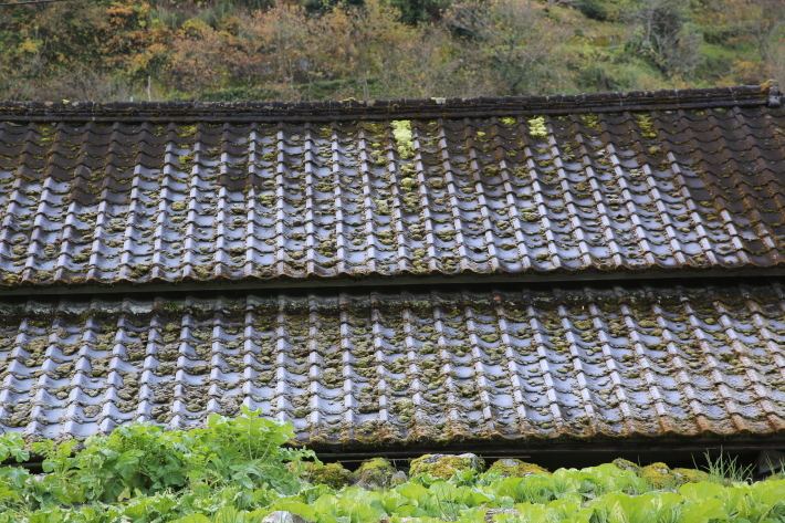 イチョウのライトアップ_c0358784_22322668.jpg