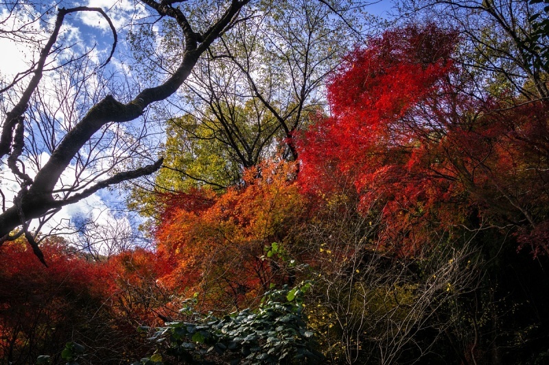 錦秋に染まる愛岐トンネル_d0353489_21531124.jpg