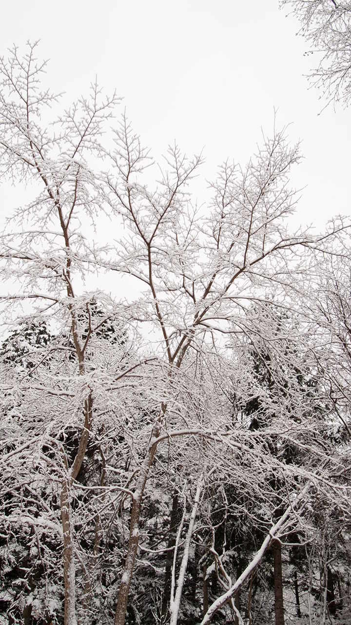 ついに、雪です。_b0343293_22074049.jpg