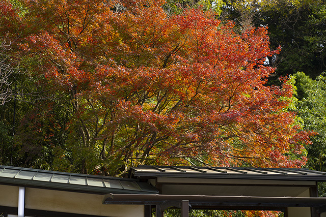 龍宝寺のイチョウ_b0145398_22150317.jpg