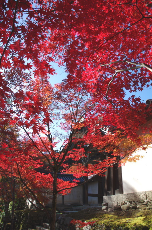 二尊院 紅葉_c0382798_10251013.jpg