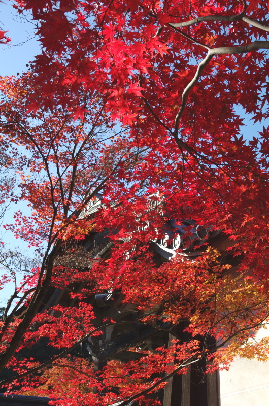 二尊院 紅葉_c0382798_10252624.jpg