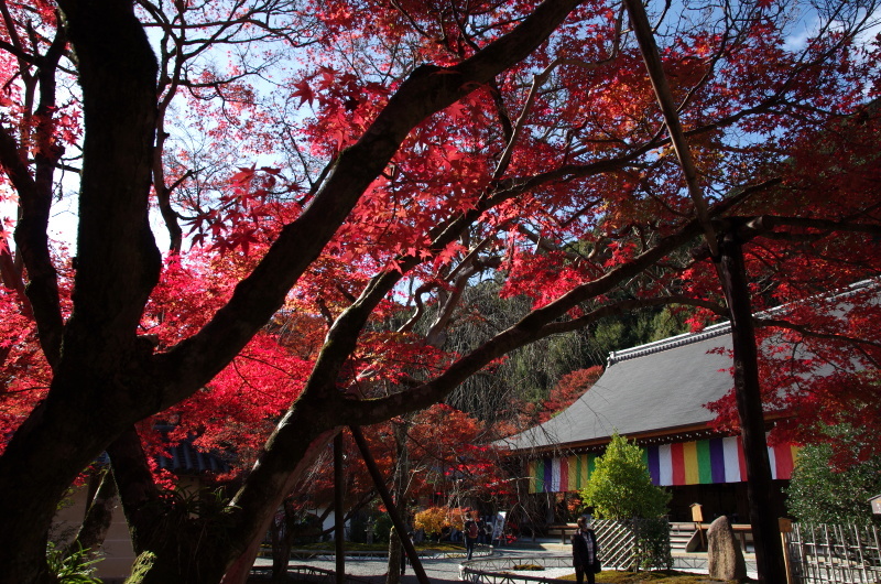 二尊院 紅葉_c0382798_10253841.jpg