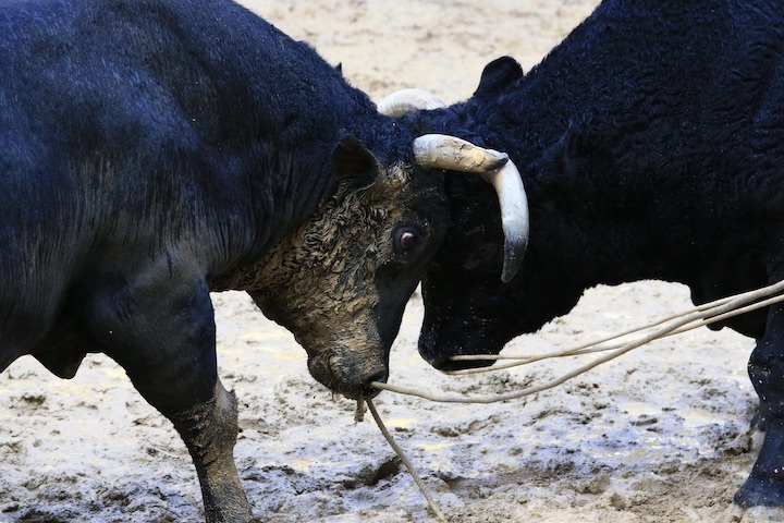 11/3 山古志闘牛 斬鉄-一颯_b0016600_21445257.jpeg