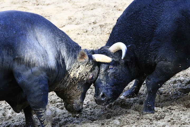 11/3 山古志闘牛 斬鉄-一颯_b0016600_21462860.jpeg