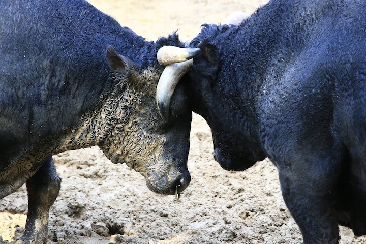 11/3 山古志闘牛 斬鉄-一颯_b0016600_21491131.jpeg