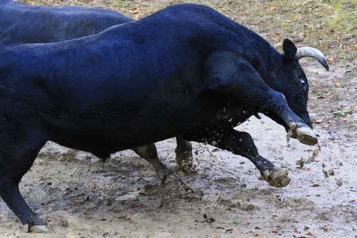 11/3 山古志闘牛 斬鉄-一颯_b0016600_21571367.jpeg