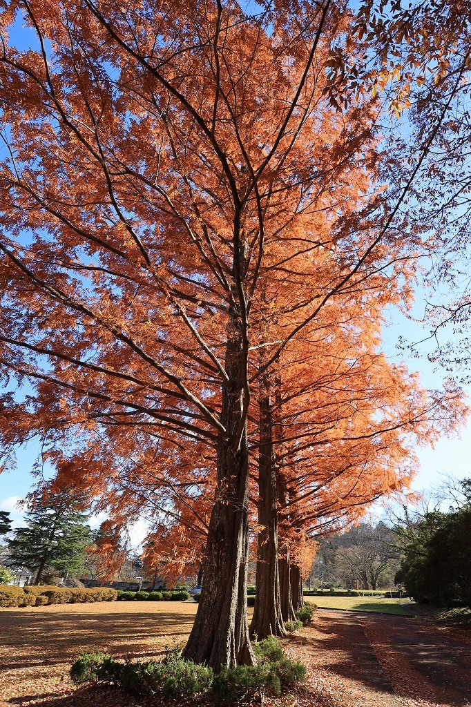 RF16mm F2.8 STMテスト part2「建物」_b0050305_19342912.jpg