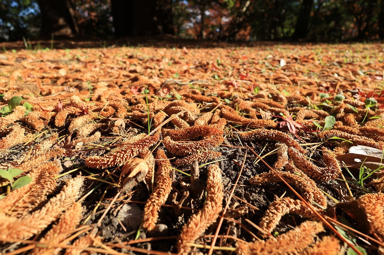 RF16mm F2.8 STMテスト part3「植物」_b0050305_19422910.jpg