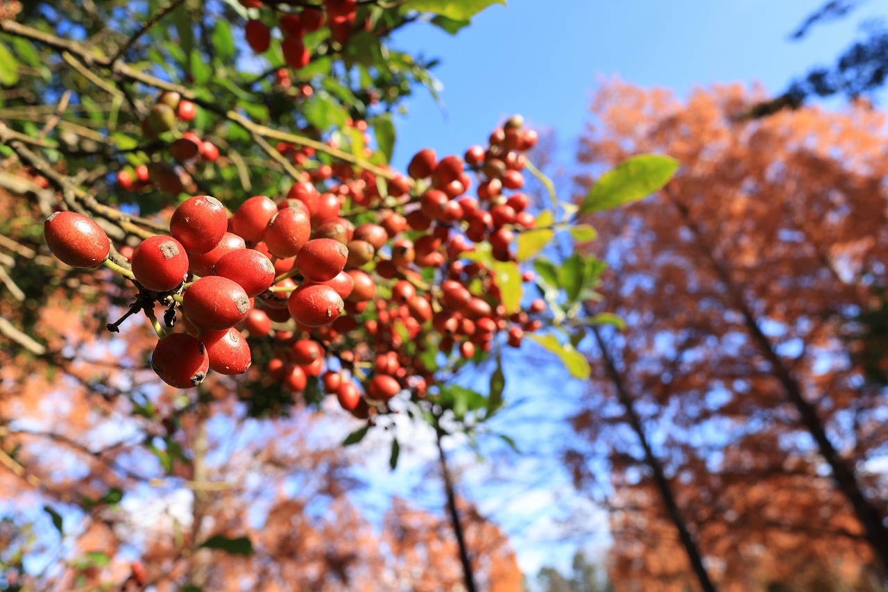 RF16mm F2.8 STMテスト part3「植物」_b0050305_19424349.jpg