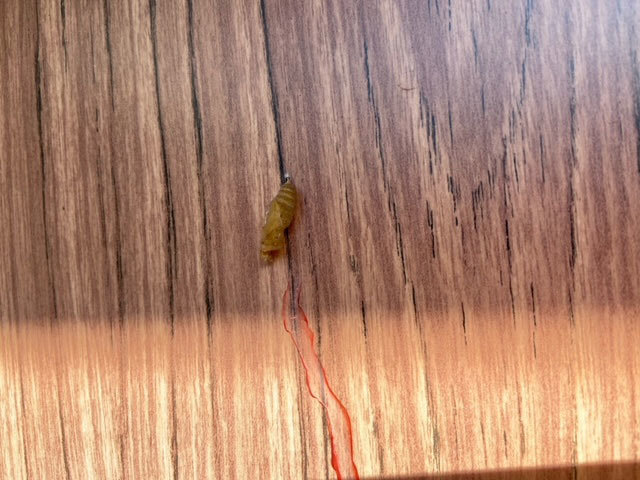 玄関ドアのサナギ続報 昆虫ブログ むし探検広場