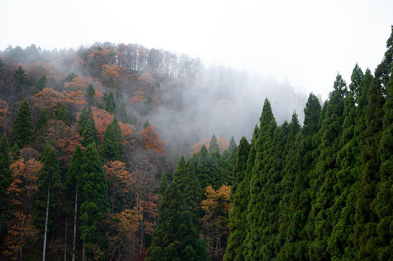 朽木の枯れ紅葉景色_f0032011_19322723.jpg