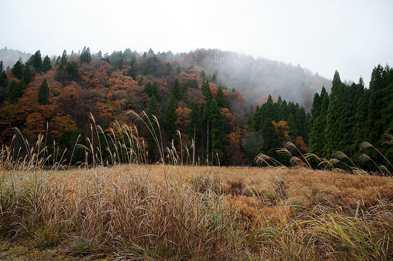 朽木の枯れ紅葉景色_f0032011_19322756.jpg