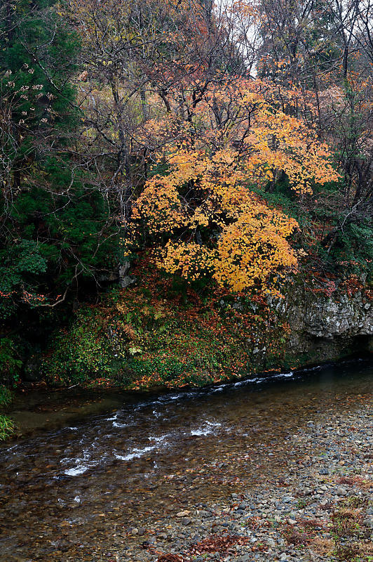 朽木の枯れ紅葉景色_f0032011_19322822.jpg