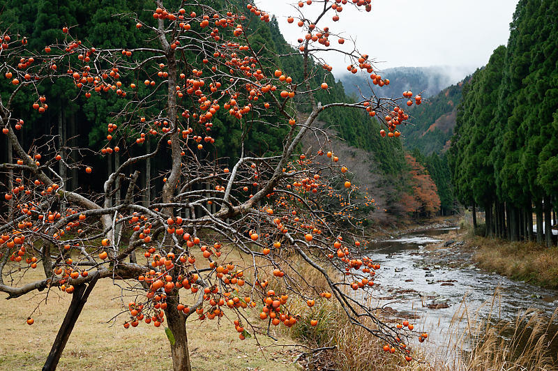 朽木の枯れ紅葉景色_f0032011_19322827.jpg