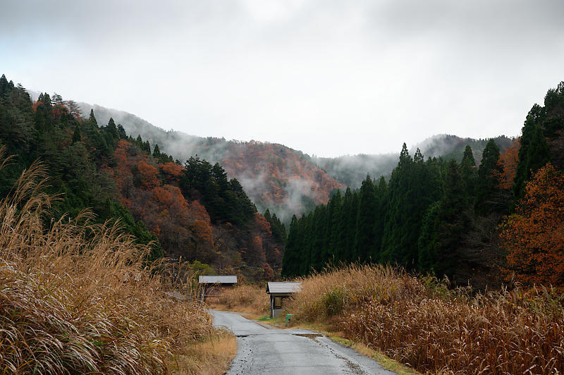 朽木の枯れ紅葉景色_f0032011_19322898.jpg