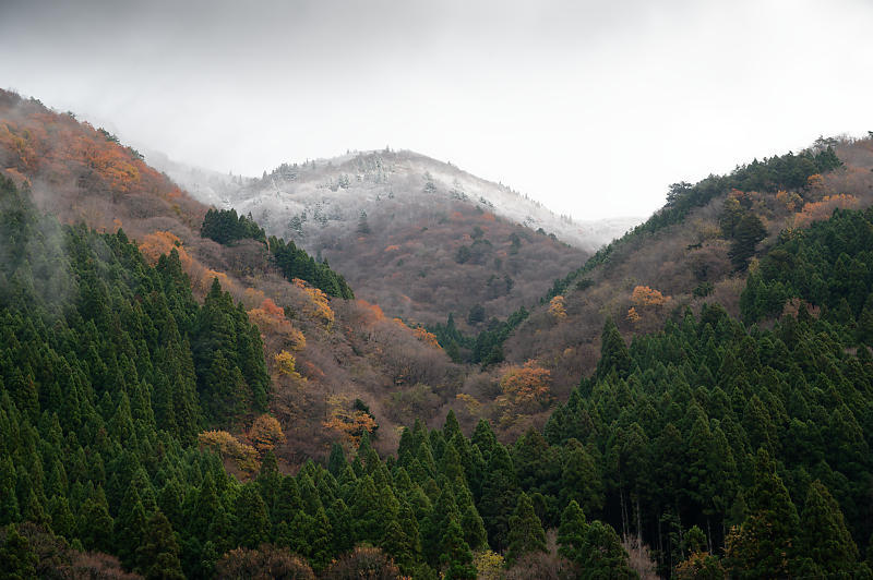 朽木の枯れ紅葉景色_f0032011_19335246.jpg