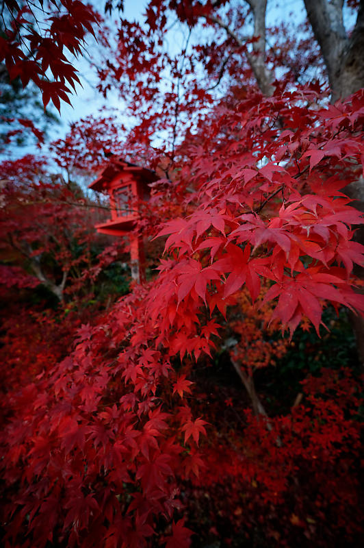 2021年京都の紅葉@亀岡 鍬山神社_f0032011_19462240.jpg