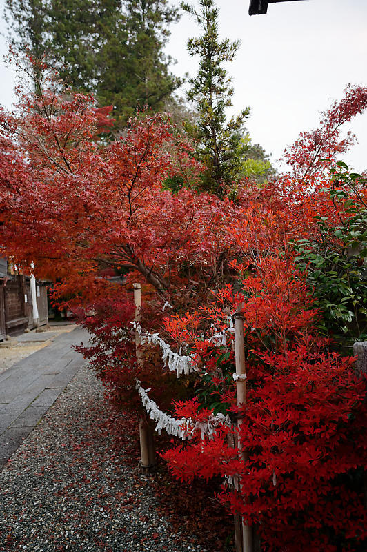 2021年京都の紅葉@亀岡 鍬山神社_f0032011_19462360.jpg