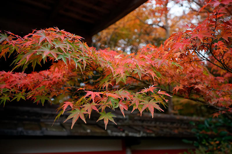 2021年京都の紅葉@亀岡 鍬山神社_f0032011_19470908.jpg