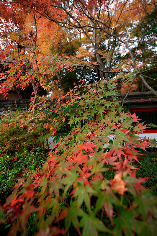2021年京都の紅葉@亀岡 鍬山神社_f0032011_19470936.jpg