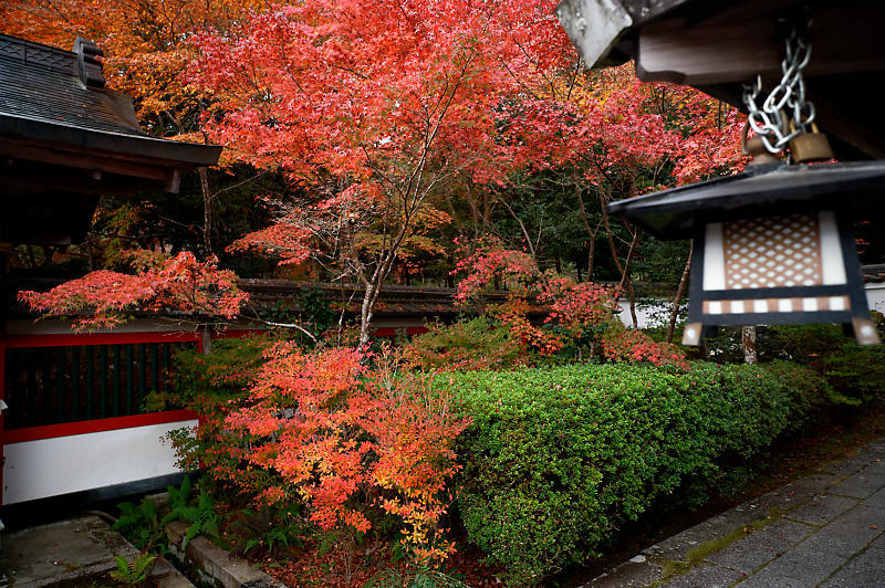 2021年京都の紅葉@亀岡 鍬山神社_f0032011_19470955.jpg