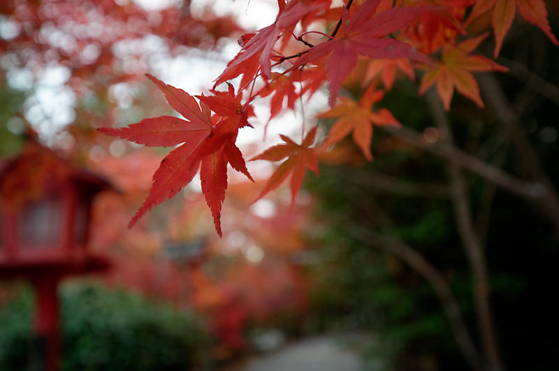 2021年京都の紅葉@亀岡 鍬山神社_f0032011_19471019.jpg