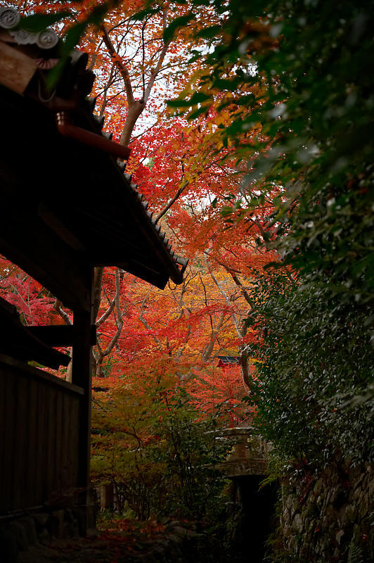 2021年京都の紅葉@亀岡 鍬山神社_f0032011_19481500.jpg