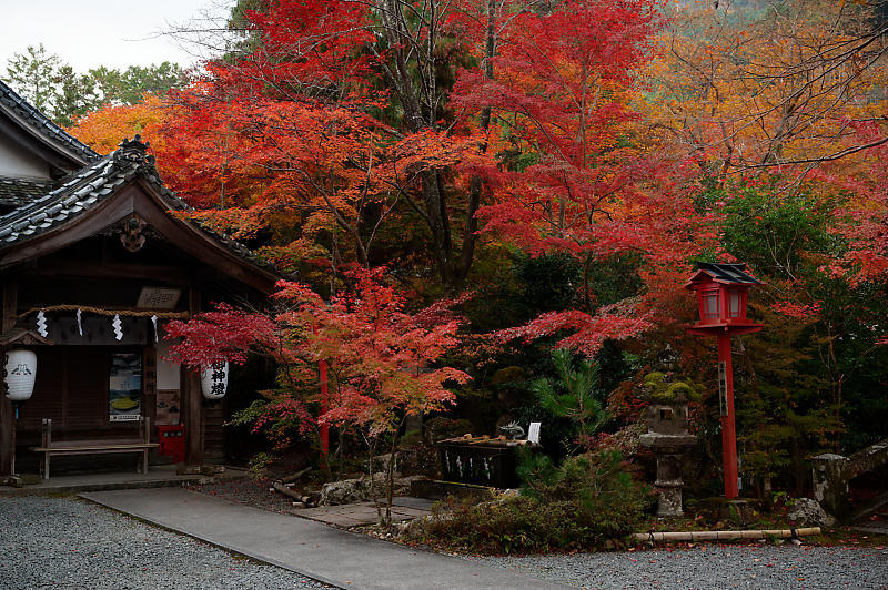 2021年京都の紅葉@亀岡 鍬山神社_f0032011_19481549.jpg