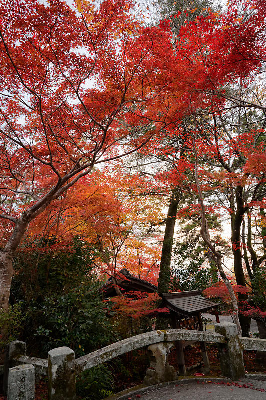 2021年京都の紅葉@亀岡 鍬山神社_f0032011_19481593.jpg